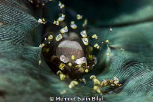 Concealment of Pliopontonia furtiva. by Mehmet Salih Bilal 